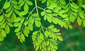 Gałązki moringi z licznymi, jasnozielonymi listkami. To właśnie moringa co to za roślina, która słynie ze swoich prozdrowotnych właściwości.